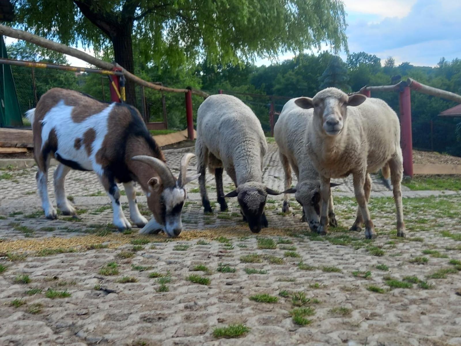 Koperkowe Rancho Beskid Wyspowy Domek Malopolskie Kamionna Kamionna  Extérieur photo