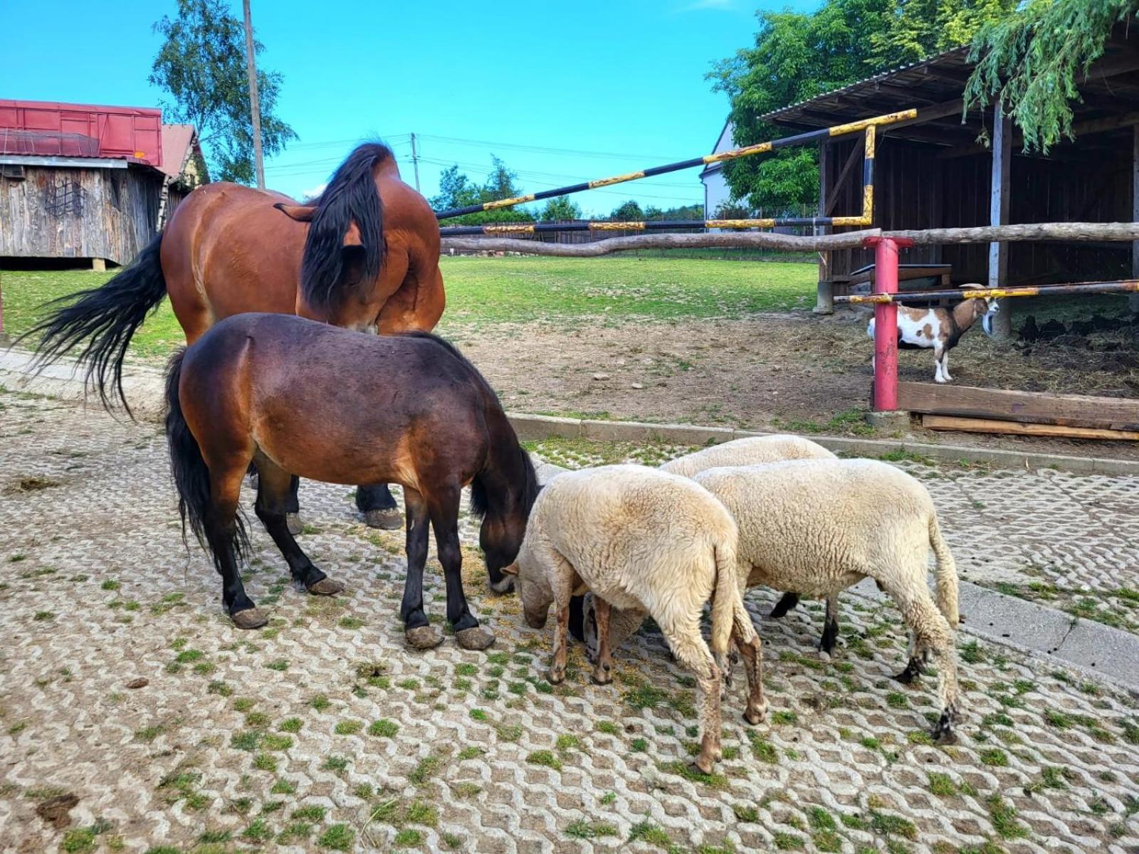 Koperkowe Rancho Beskid Wyspowy Domek Malopolskie Kamionna Kamionna  Extérieur photo