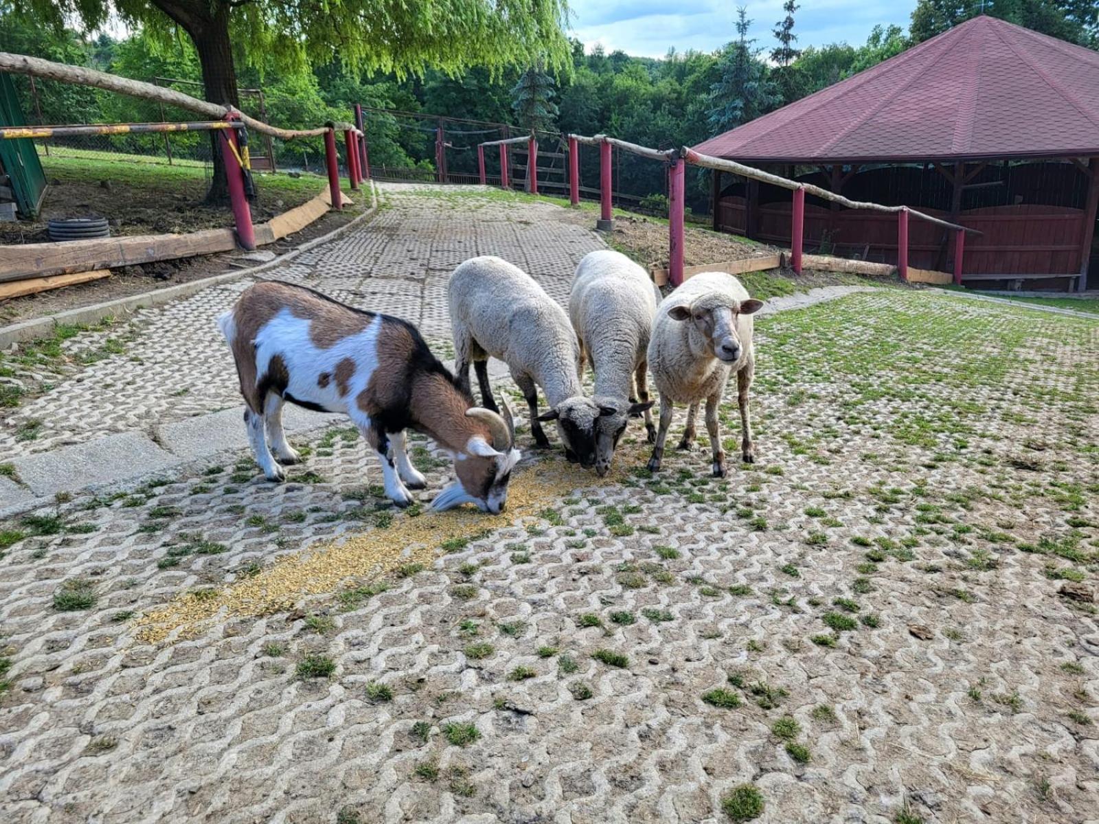 Koperkowe Rancho Beskid Wyspowy Domek Malopolskie Kamionna Kamionna  Extérieur photo