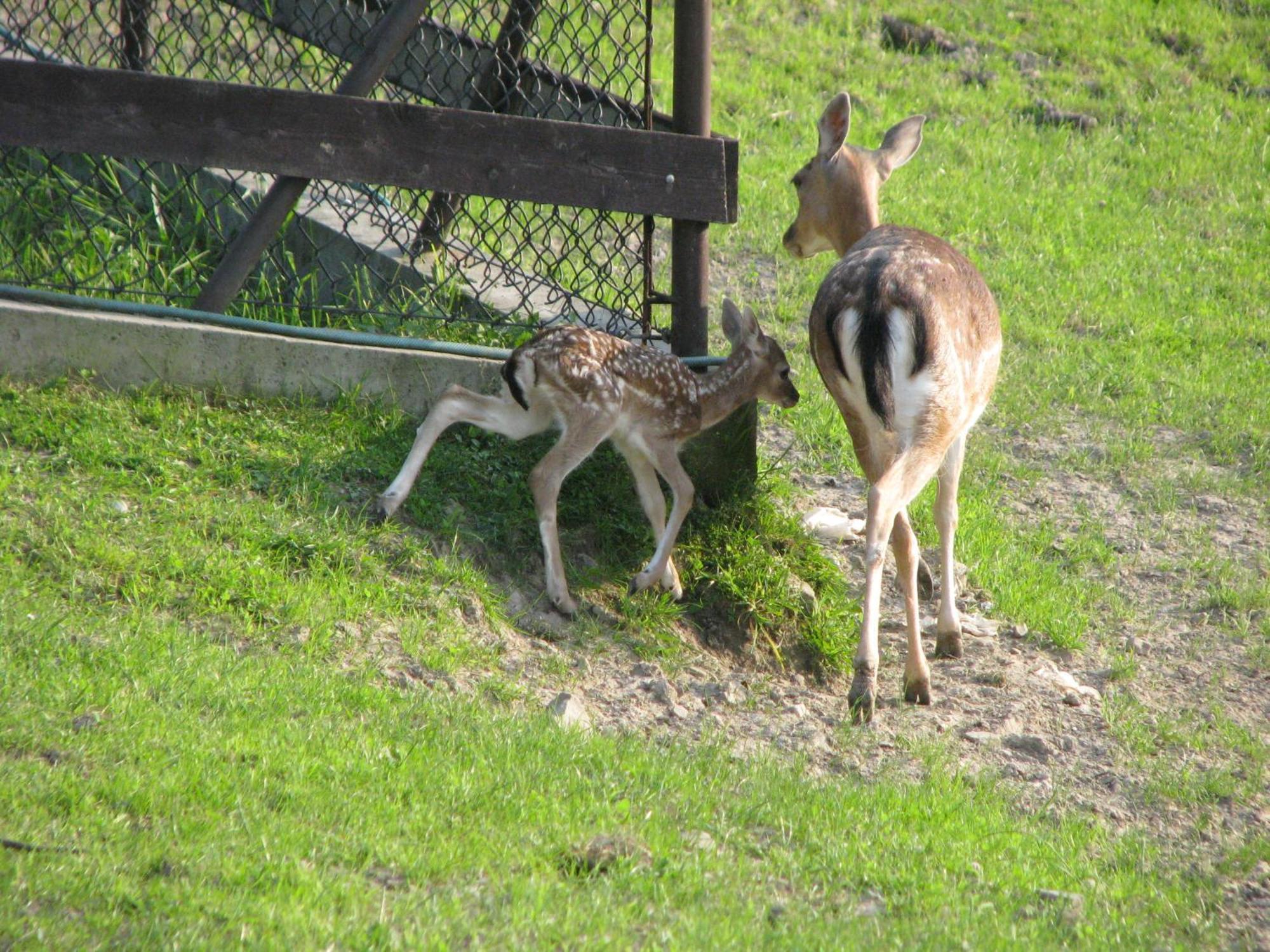 Koperkowe Rancho Beskid Wyspowy Domek Malopolskie Kamionna Kamionna  Extérieur photo